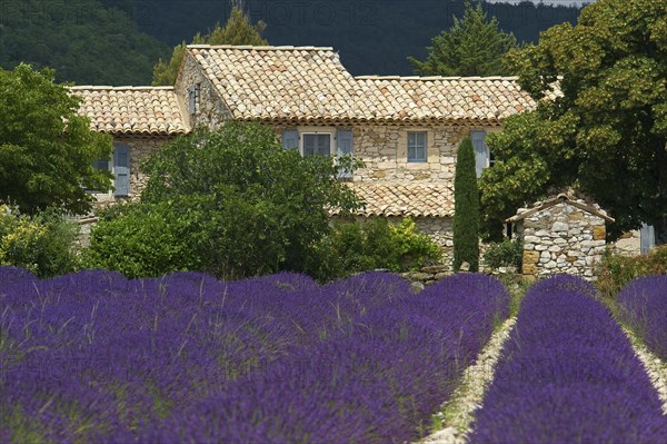 House in a lavender field