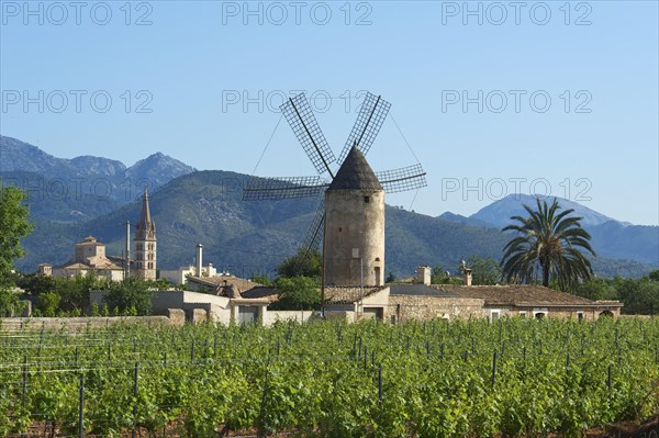 Vineyards and a windmill in front of the Serra de Tramuntana mountains