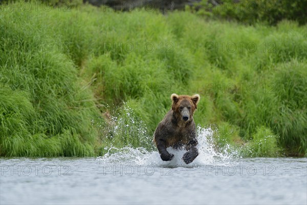 Grizzly Bear (Ursus arctos horribilis) hunting salmon at Brooks Falls