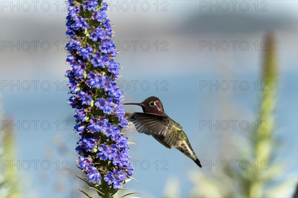 Anna's Hummingbird (Calypte anna) hovering at flower