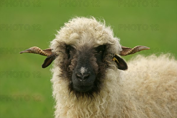 Valais Blacknose sheep (Ovis orientalis aries)