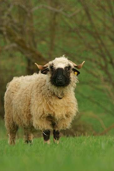 Valais Blacknose sheep (Ovis orientalis aries)