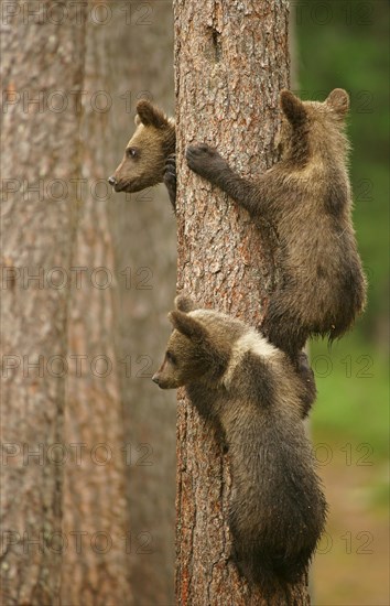 Brown Bears (Ursus arctos)