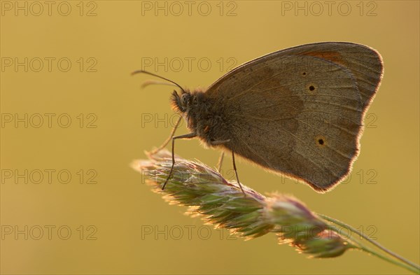 Meadow Brown (Maniola jurtina)