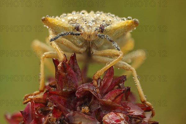 Stink Bug (Carpocoris fuscispinus)