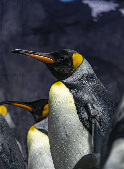 Emperor penguins (Aptenodytes forsteri)