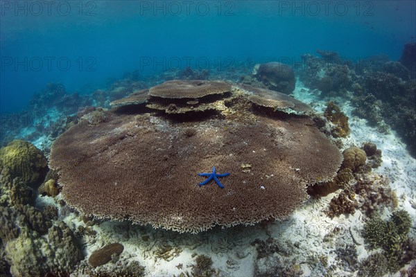 Intact coral reef with plate coral