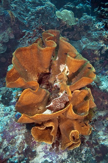 Large Elephant Ear Sponge (Ianthella basta) in a coral reef