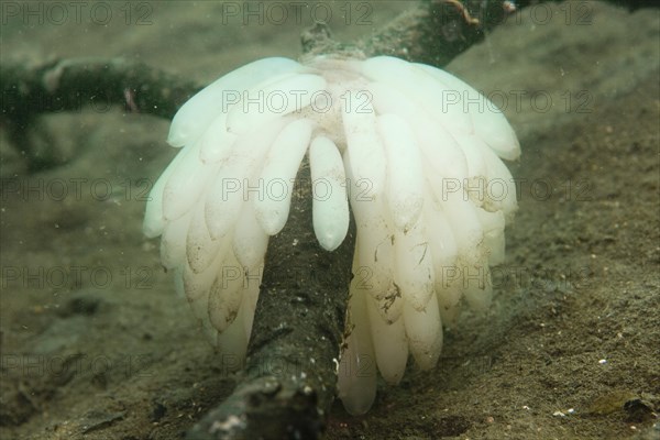 Eggs laid by a Bigfin Reef Squid or Oval Squid (Sepioteuthis lessoniana)