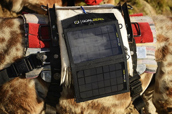 Solar charger attached to a llama