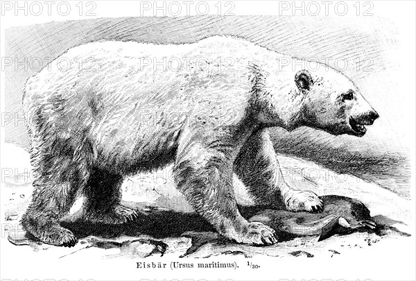 Polar Bear (Ursus maritimus)