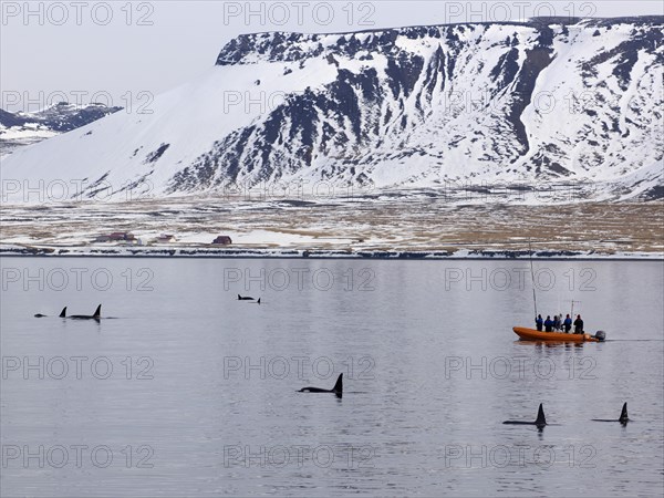 Research boat with Killer Whales or Orcas (Orcinus orca) off the coast of Grundarfjoerdur