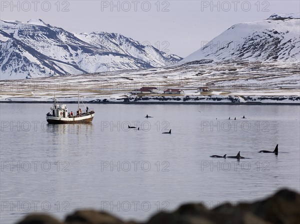 Research boat with Killer Whales or Orcas (Orcinus orca) off the coast of Grundarfjoerdur