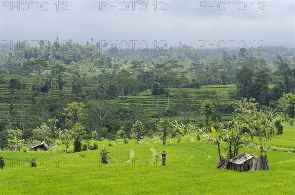 Rice terrace landscape with coconut palms