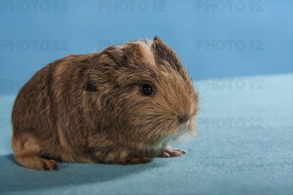 Swiss Teddy Guinea Pig or CH-Teddy