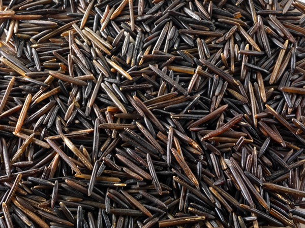 Wild rice