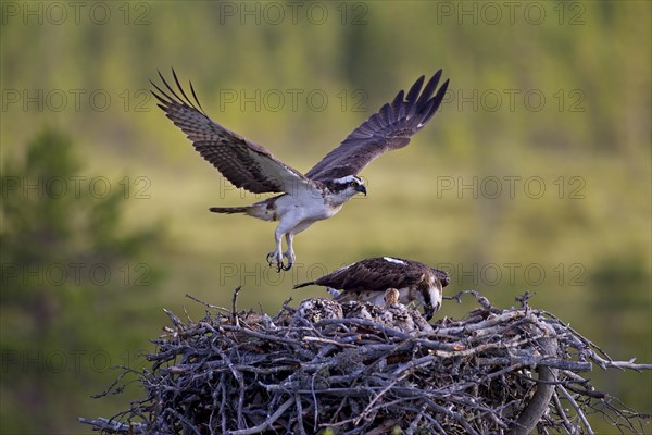 Osprey or Sea Hawk (Pandion haliaetus)