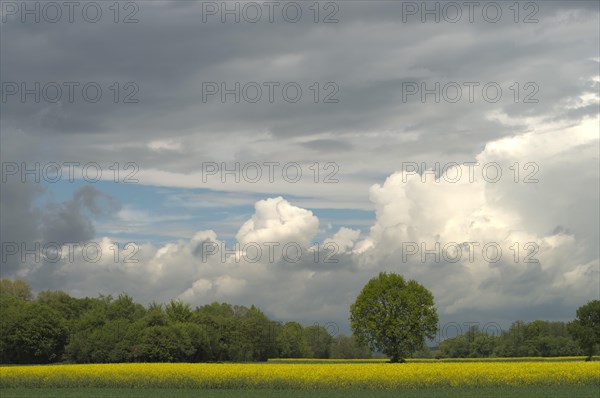 Rape field and trees