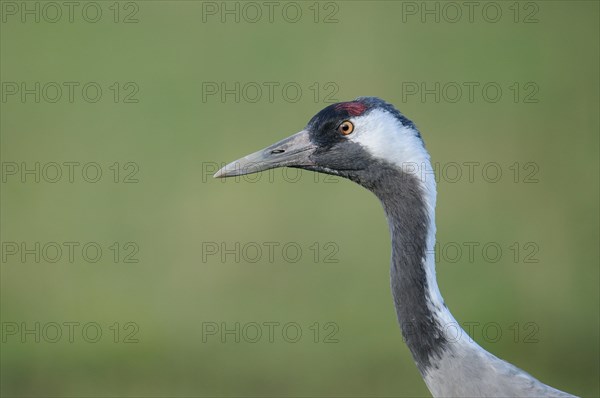 Common Crane (Grus grus) portrait