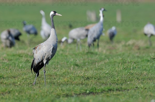 Common Cranes (Grus grus) standing on a meadow