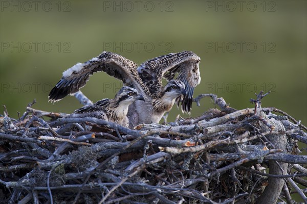 Osprey or Sea Hawk (Pandion haliaetus)