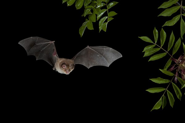 Mediterranean Horseshoe Bat (Rhinolophus Euryale) in flight