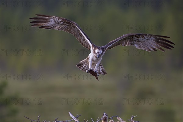 Osprey or Sea Hawk (Pandion haliaetus) with nesting material approaching to land on an eyrie