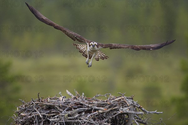 Osprey or Sea Hawk (Pandion haliaetus) in flight above an aerie