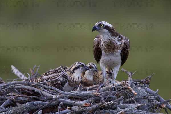 Osprey or Sea Hawk (Pandion haliaetus) in an aerie with chicks