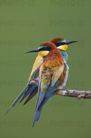 Bee-eaters (Merops apiaster)