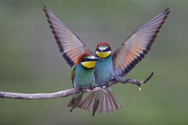 Bee-eaters (Merops apiaster)