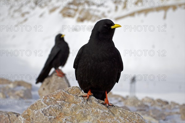 Alpine Choughs or Yellow-billed Choughs (Pyrrhocorax graculus) perched on rocks