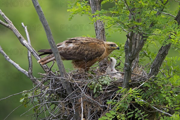 Long-legged Buzzard (Buteo Rufinus)