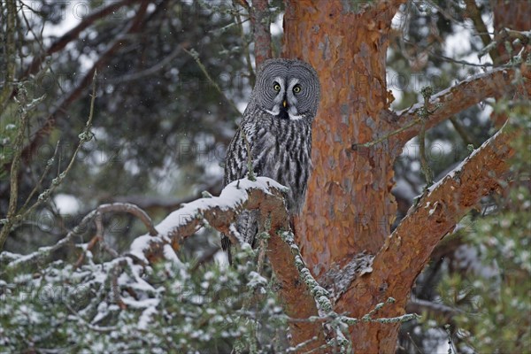 Great Grey Owl or Great Gray Owl (Strix nebulosa) perched on a tree in winter