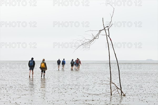 Hikers on the mudflats of the Wadden Sea en route from Pellworm island to Suederoog Hallig