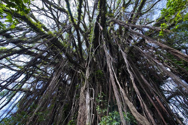 Giant Banyan tree (Ficus sp.)