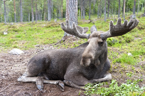 Moose (Alces alces)