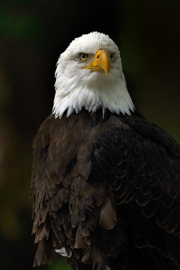 Bald Eagle (Haliaeetus leucocephalus)