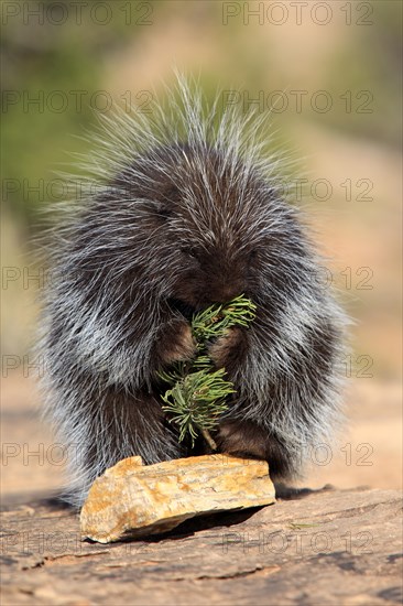 North American Porcupine (Erethizon dorsatum)