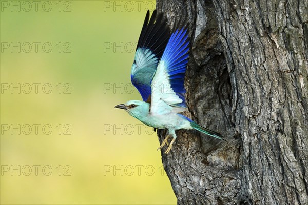 European Roller (Coracias garrulus)