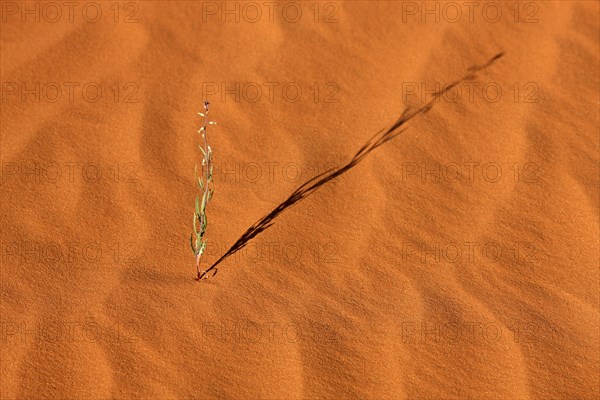 Patterns in the sand with plant