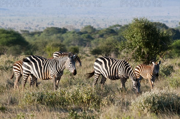 Grant's zebras (Equus quagga boehmi)