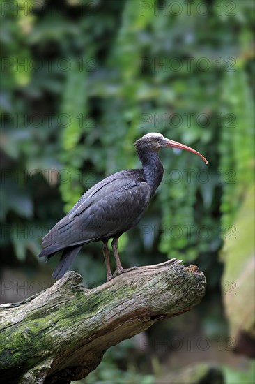 Northern Bald Ibis