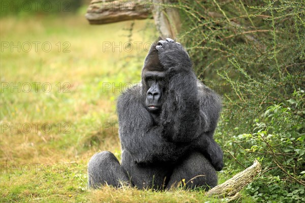 Western Lowland Gorilla (Gorilla gorilla gorilla)