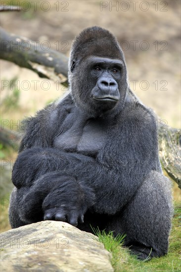 Western Lowland Gorilla (Gorilla gorilla gorilla)