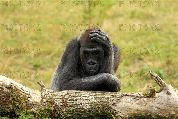 Western Lowland Gorilla (Gorilla gorilla gorilla)