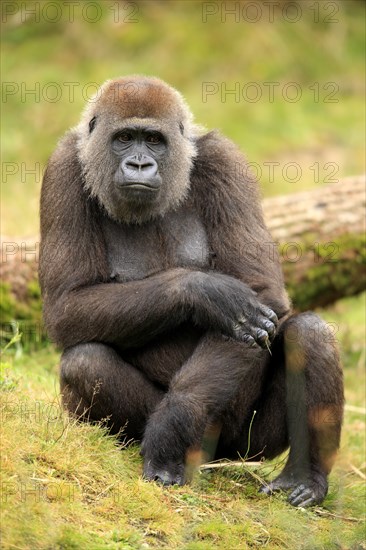 Western Lowland Gorilla (Gorilla gorilla gorilla)