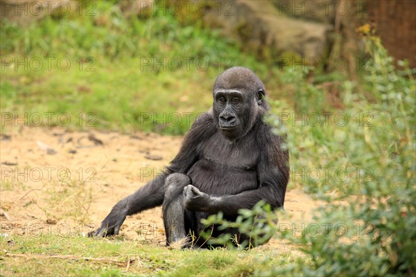 Western Lowland Gorilla (Gorilla gorilla gorilla)