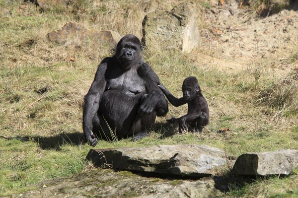 Western Lowland Gorilla (Gorilla gorilla gorilla)