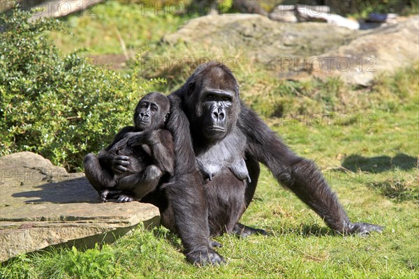 Western Lowland Gorilla (Gorilla gorilla gorilla)